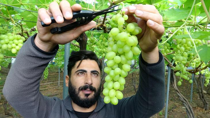 Turfanda üzüm çıktı, ilk siparişler Ortadoğu ve Rusya'dan