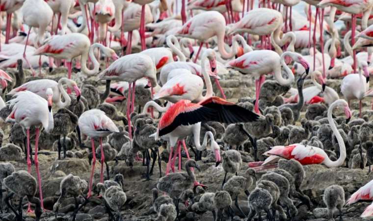 İzmir Kuş Cenneti’nde binlerce flamingo yumurtadan çıktı