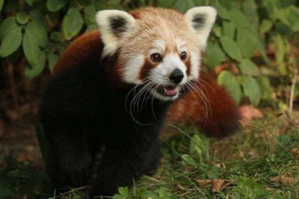 Kızıl panda yalnız kalmak için dişi pandayı terk edip kafesinden kaçtı