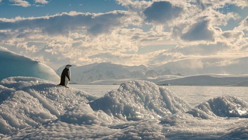 Tehlike çanları çalıyor: Son 30 yılda yüzde 20 azaldı