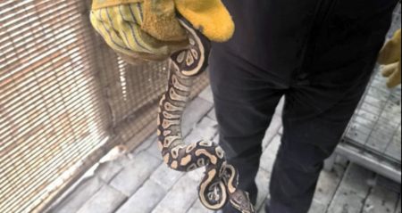 Cebinden yavru piton çıkardı! Ekipler şaştı kaldı cebinden-yavru-piton-cikardi-ekipler-sasti-kaldi-Rqsm8JRF.jpg