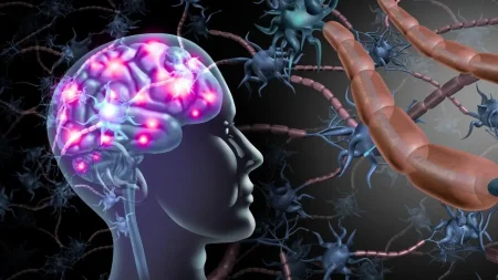 Duygusal anılar beyne nasıl kazınıyor? duygusal-anilar-beyne-nasil-kaziniyor-kvpIjxBN.jpg