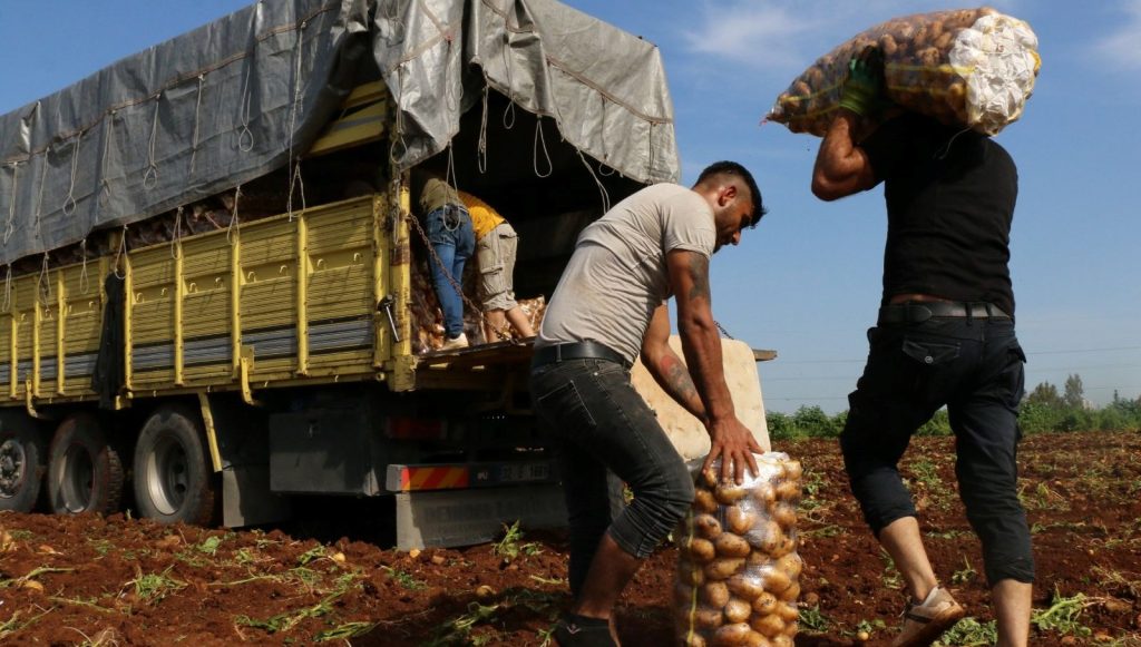 Sahte sosyal medya paylaşımı yüzünden bir gecede tonlarca patatesi yok oldu sahte-sosyal-medya-paylasimi-yuzunden-bir-gecede-tonlarca-patatesi-yok-oldu-V1cNJmMb.jpg