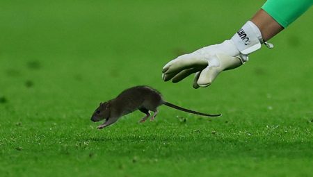 Yıldız kaleci fareyi yakalamaya çalıştı yildiz-kaleci-fareyi-yakalamaya-calisti-26CPSgqB.jpg