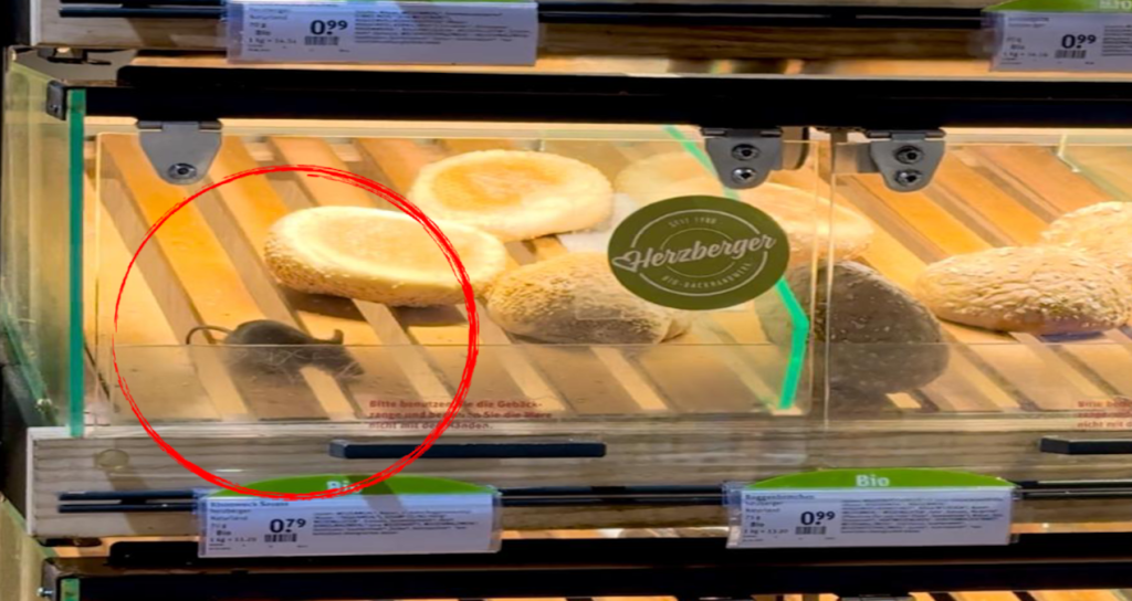 Almanya’yı fareler bastı: Frankfurt’ta canlı ekmek!