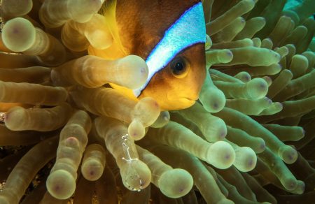 Kızıldeniz’de palyaço balıkları …