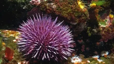 Tüm vücudu beyin gibi çalışan canlı keşfedildi