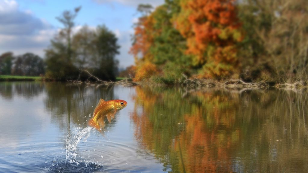 Balıkların boyları, neden giderek daha da küçülüyor? Baliklarin boylari neden giderek daha da kuculuyor B1Omj1Z6.jpg