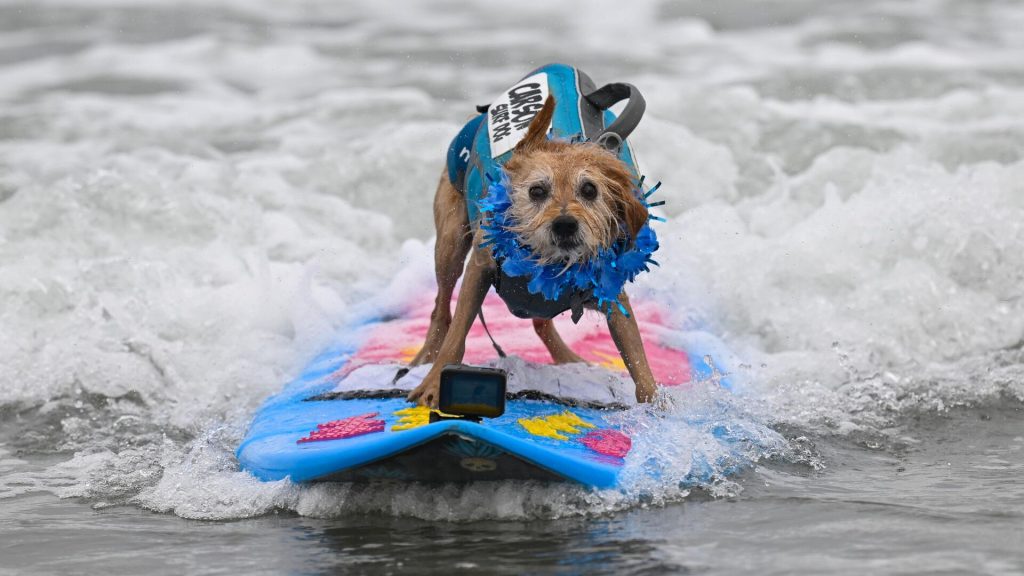 Bilim insanları bunu beklemiyordu: Köpeklerin beyni ‘gizemli şekilde’ genişliyor Bilim insanlari bunu beklemiyordu kopeklerin beyni gizemli sekilde genisliyor G4rqznOj.jpg