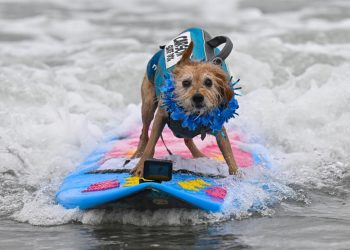 Bilim insanlari bunu beklemiyordu kopeklerin beyni gizemli sekilde genisliyor G4rqznOj.jpg