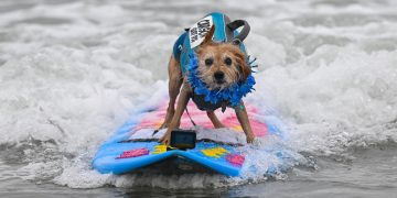 Bilim insanlari bunu beklemiyordu kopeklerin beyni gizemli sekilde genisliyor G4rqznOj.jpg