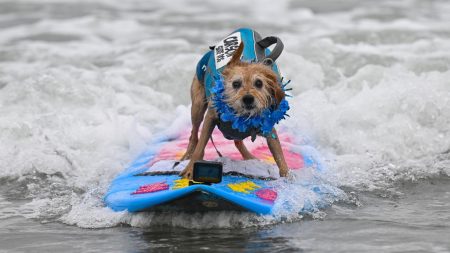 Bilim insanlari bunu beklemiyordu kopeklerin beyni gizemli sekilde genisliyor G4rqznOj.jpg