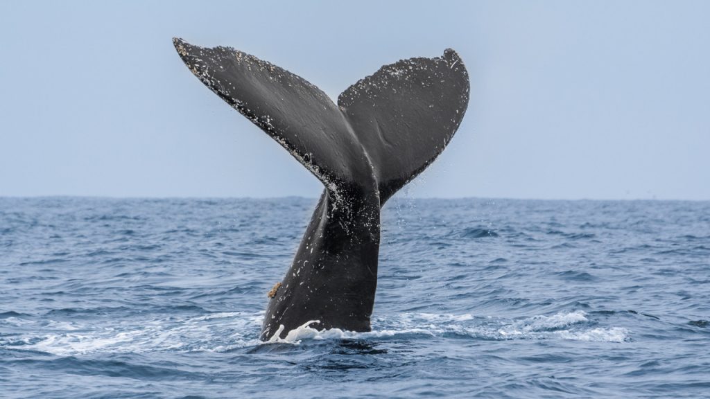 Bir balina, bir insanı gerçekten yutabilir mi?
