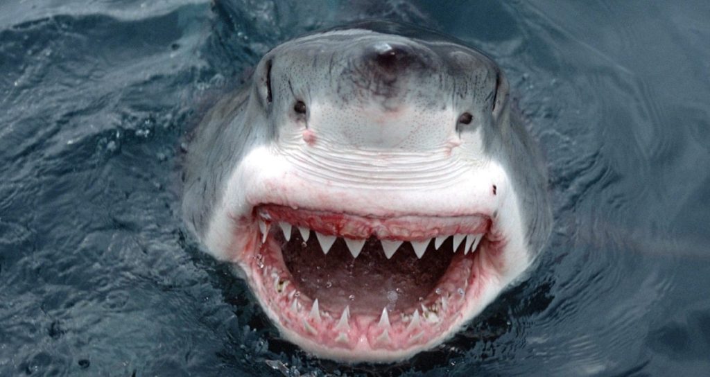 Denizlerin zirve avcısı sessizce siliniyor