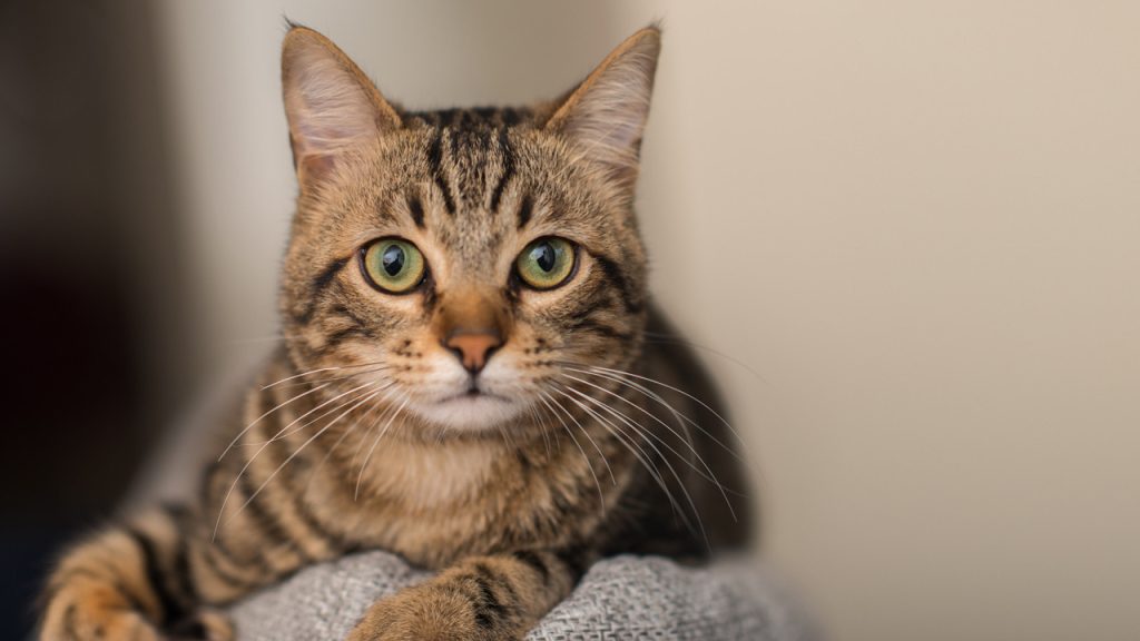 Evcil kedilerin tarihi yeniden yazılıyor!