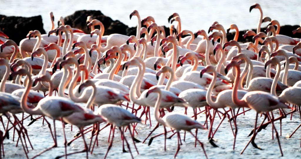 Havalar soğudu sulak alan flamingo ile doldu Havalar sogudu sulak alan flamingo ile doldu jit445ae.jpg