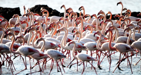 Havalar soğudu sulak alan flamingo ile doldu Havalar sogudu sulak alan flamingo ile doldu jit445ae.jpg