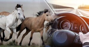 İşte bu yüzden aracın motor gücüne beygir gücü deniliyor