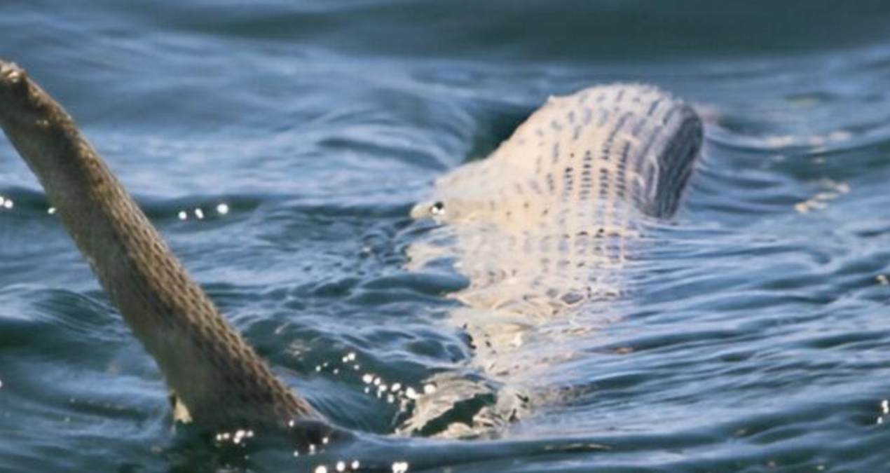 Kiyiya vurdular ekipler bolgeye akin etti QHF2fhhc.jpg