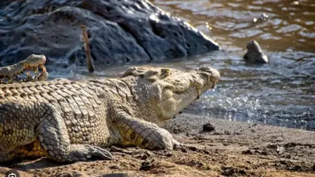 Misirda timsah panigi koye akin ettiler 3AakqlEv.jpg