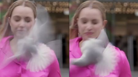 Muhabire kuş çarpınca haber yarıda kaldı Muhabire kus carpinca haber yarida kaldi 95FBr42V.jpg