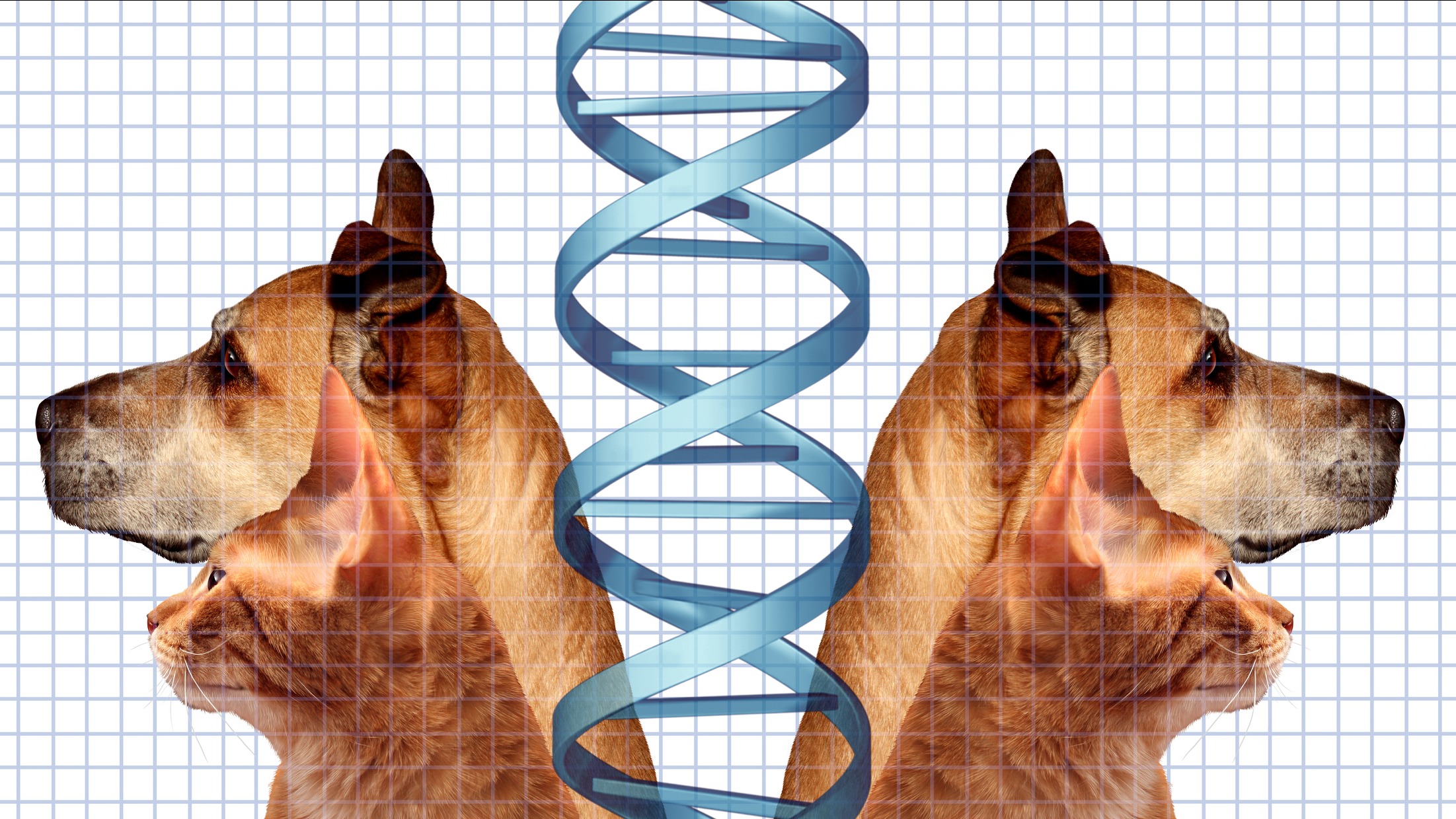 Unluler evcil hayvanlarini klonlatiyor uzmanlar uyariyor qbQFb4lp.jpg