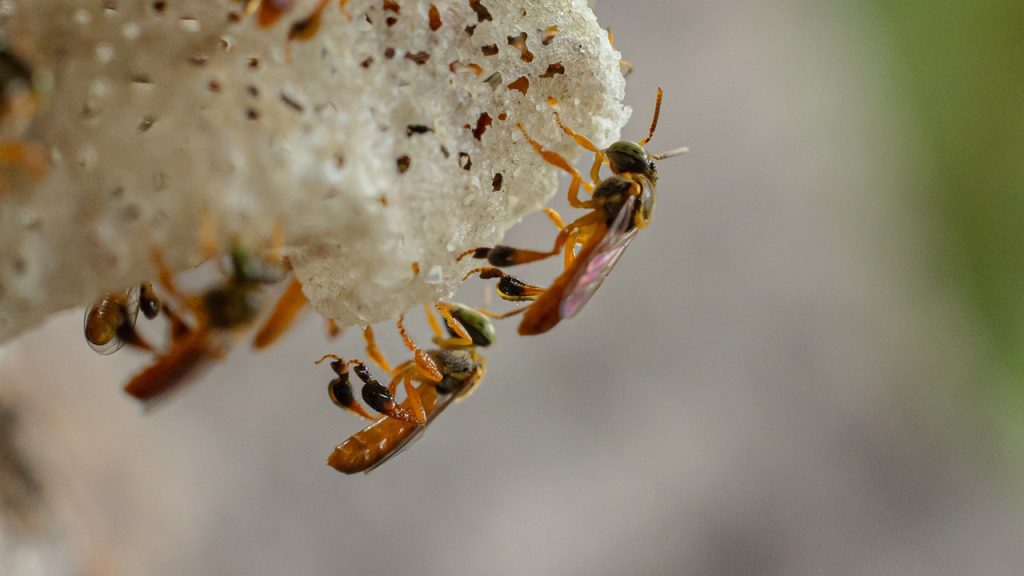 Arılar artık avukat tutup sizi dava edebilecek
