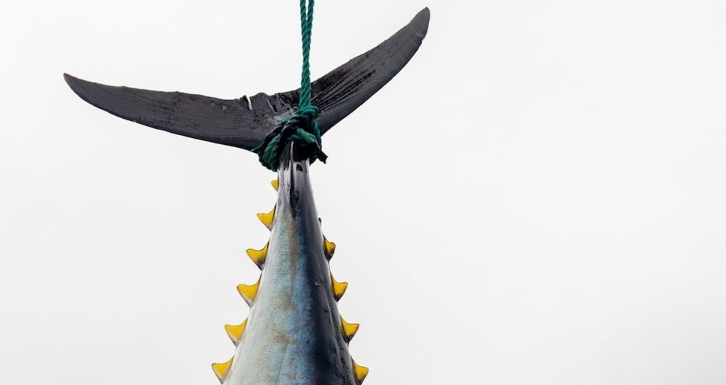 Dev balık 140 milyon liraya satıldı