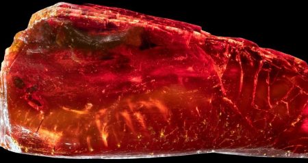 Dünyaca ünlü ismin mirasından çıkan ‘canlı’ bilim dünyasını karıştırdı