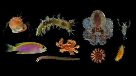 Okyanusun derinliklerindeki “zaman kapsülü” açıldı