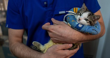 İzmir’de 33 kedinin ölümüyle ilgili yeni gelişme