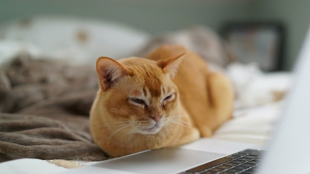Kedi sahipleri için Mac klavyesini kilitleyen uygulama kedi-sahipleri-icin-mac-klavyesini-kilitleyen-uygulama-gNPuA9Kx.jpg