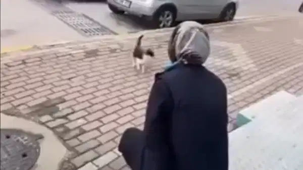 Kediyi ‘gel annem gel’ diye çağırdı: Yüzüne yağ çözücü sıkan kişi gözaltında kediyi-gel-annem-gel-diye-cagirdi-yuzune-yag-cozucu-sikan-kisi-gozaltinda-Wt5gYR1Q.jpg
