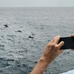Aşırı sıcaklar deniz canlılarının yaşam alanlarını kökten değiştiriyor