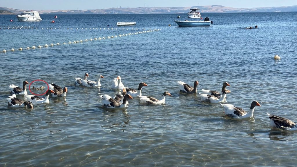 Kazlar tatilcilerin arasında. Ördek yavrusunu sahiplendiler