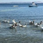 Kazlar tatilcilerin arasında. Ördek yavrusunu sahiplendiler
