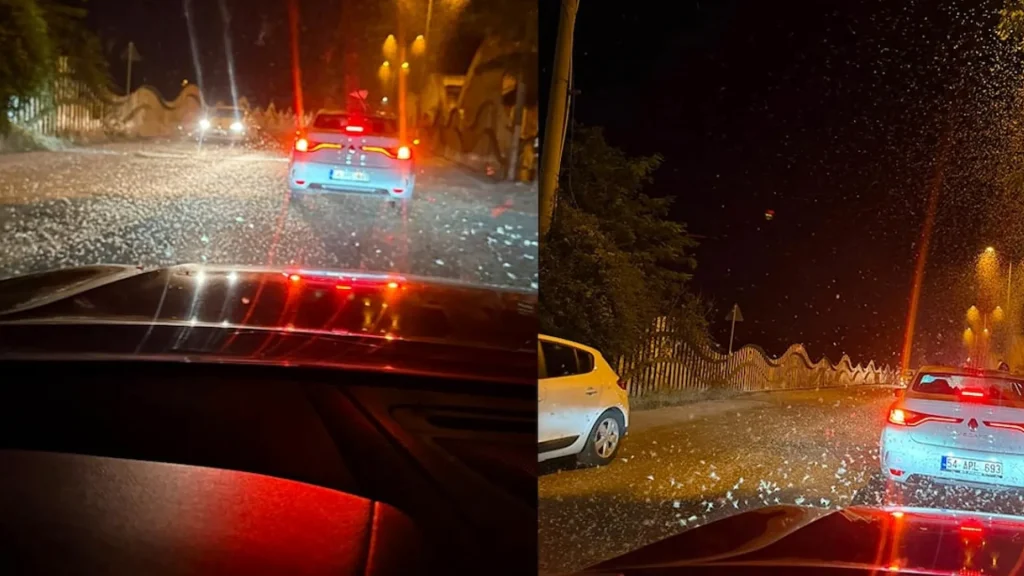 Sakarya’da milyonlarca kelebeğin ölüm dansı