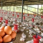 Tavuk eti üretimi mayısta azalırken yumurta üretimi arttı