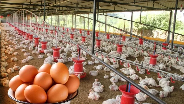 Tavuk eti üretimi mayısta azalırken yumurta üretimi arttı