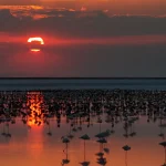 Tuz Gölü’nde son 5 yılın flamingo rekoru