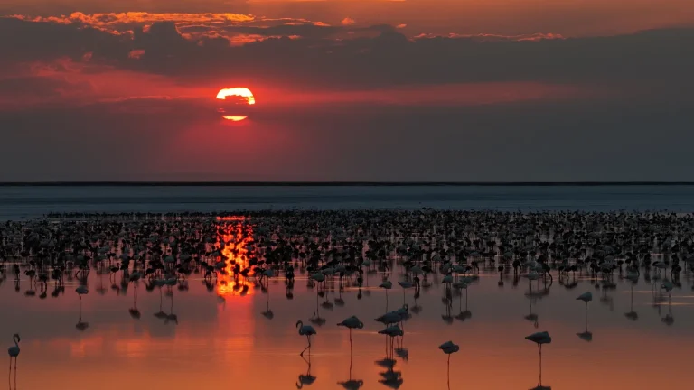 Tuz Gölü’nde son 5 yılın flamingo rekoru
