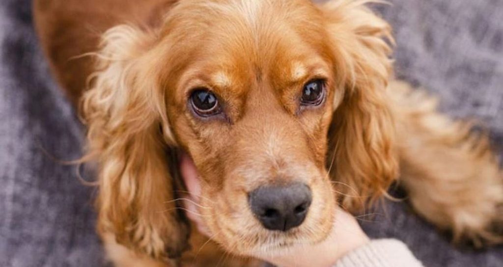Yıllardır renk körü deniliyordu: Köpekler aslında dünyayı böyle görüyormuş Yıllardır renk körü deniliyordu: Köpekler aslında dünyayı böyle görüyormuş
