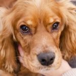 Yıllardır renk körü deniliyordu: Köpekler aslında dünyayı böyle görüyormuş